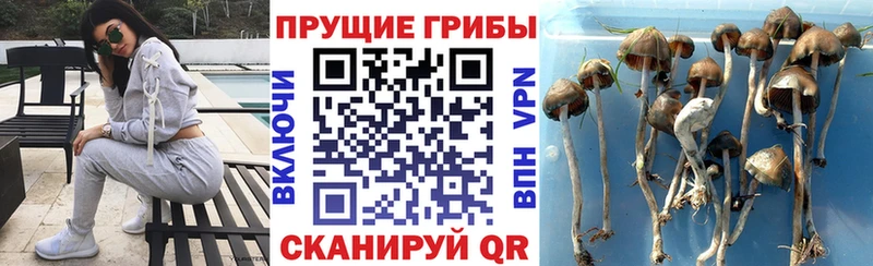 Галлюциногенные грибы Cubensis  Купить где  Каргополь 